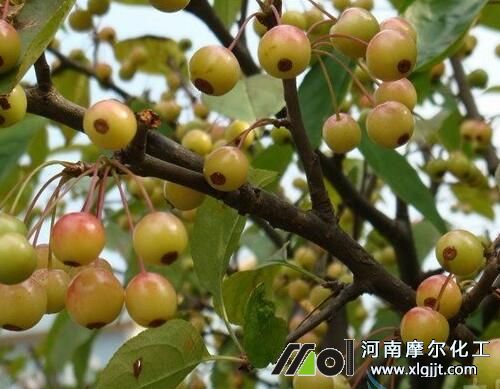 果樹最好葉面肥的選擇 果樹最好葉面肥的選擇