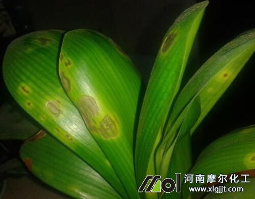 君子蘭葉斑病癥狀表現(xiàn) 君子蘭葉斑病癥狀表現(xiàn)