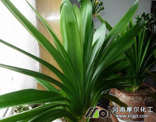 君子蘭葉子發(fā)黃原因 君子蘭葉子發(fā)黃原因