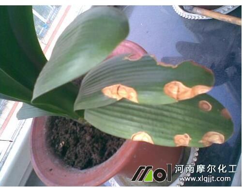 君子蘭葉面肥使用方法 君子蘭葉面肥使用方法