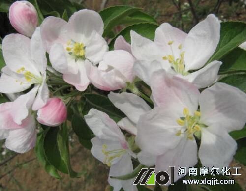 果樹(shù)促花實(shí)用方法 果樹(shù)促花實(shí)用方法