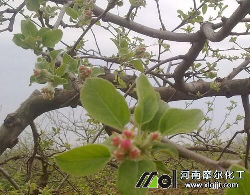 果樹(shù)促花葉面肥選擇 果樹(shù)促花葉面肥選擇