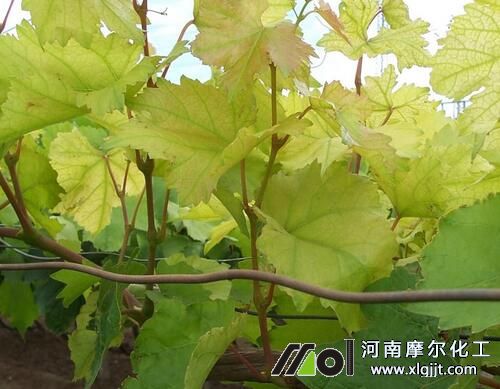 作物缺素時噴施葉面肥 作物缺素時噴施葉面肥