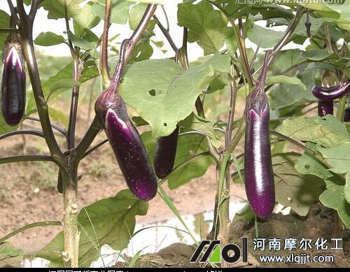 需肥高峰期噴施葉面肥 需肥高峰期噴施葉面肥