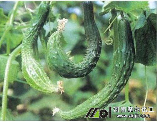 長勢不良噴施葉面肥 長勢不良噴施葉面肥