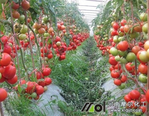 大棚作物追肥不便時噴施葉面肥 大棚作物追肥不便時噴施葉面肥