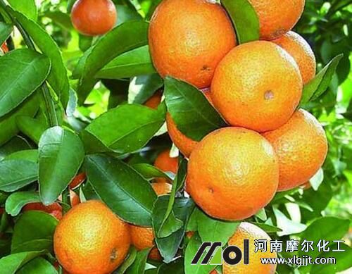 沙糖桔需肥規(guī)律 沙糖桔需肥規(guī)律