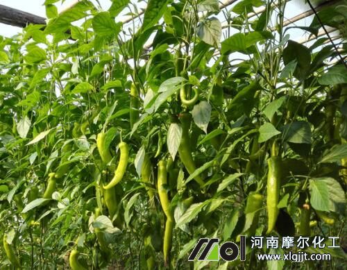 辣椒葉面肥選擇標(biāo)準(zhǔn) 辣椒葉面肥選擇標(biāo)準(zhǔn)