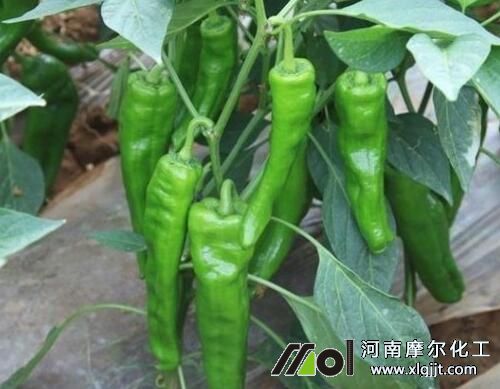 辣椒葉面肥使用指南 辣椒葉面肥使用指南