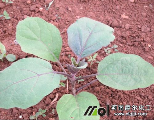 茄子定植后噴施生根葉面肥 茄子定植后噴施生根葉面肥