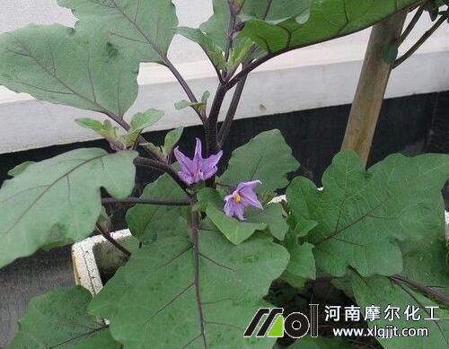 茄子開(kāi)花前噴施調(diào)節(jié)型葉面肥 茄子開(kāi)花前噴施調(diào)節(jié)型葉面肥