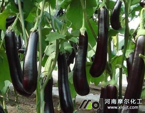 茄子膨大期噴施營(yíng)養(yǎng)葉面肥 茄子膨大期噴施營(yíng)養(yǎng)葉面肥