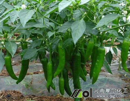 辣椒結(jié)果期施肥方法 辣椒結(jié)果期施肥方法