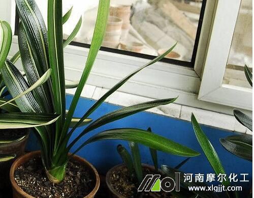 君子蘭養(yǎng)殖溫度管理 君子蘭養(yǎng)殖溫度管理