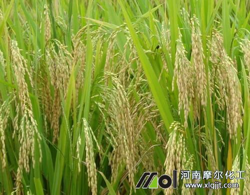 水稻葉面肥使用方法 水稻葉面肥使用方法