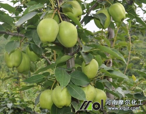 果樹葉面肥噴施技巧 果樹葉面肥噴施技巧