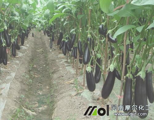 茄子需肥規(guī)律 茄子需肥規(guī)律