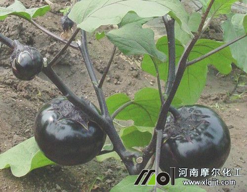 茄子葉面肥使用方法 茄子葉面肥使用方法