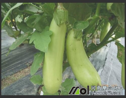 茄子葉面肥的作用效果 茄子葉面肥的作用效果