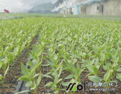 辣椒苗施肥時(shí)間 辣椒苗施肥時(shí)間