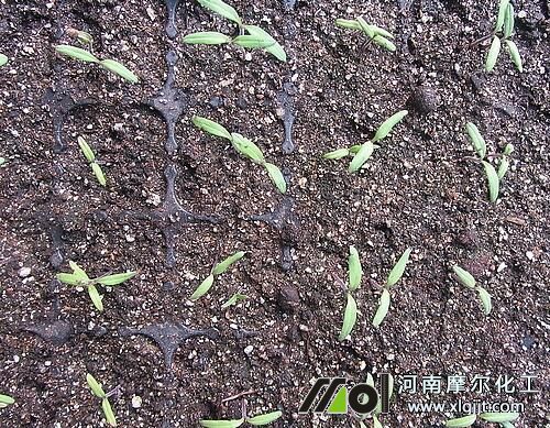 西紅柿發(fā)芽期不施肥 西紅柿發(fā)芽期不施肥