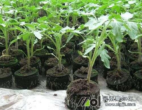 西紅柿幼苗期噴施葉面肥 西紅柿幼苗期噴施葉面肥