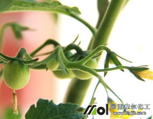 西紅柿開花結果期噴施葉面肥 西紅柿開花結果期噴施葉面肥