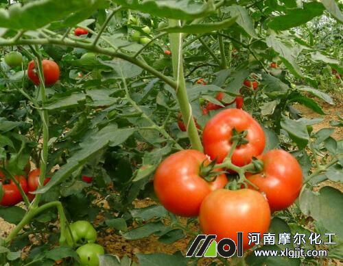 西紅柿膨大期噴施葉面肥 西紅柿膨大期噴施葉面肥