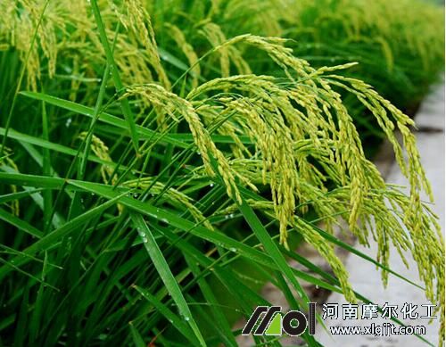 水稻分蘗期噴施葉面肥 水稻分蘗期噴施葉面肥