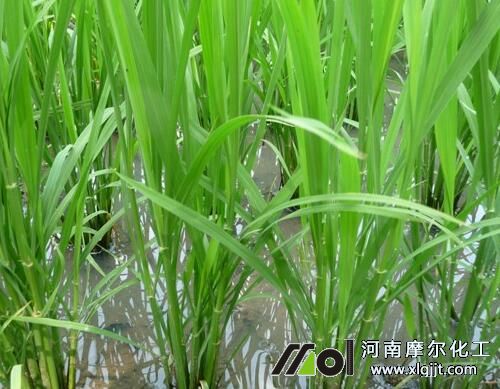 水稻返青期噴施葉面肥 水稻返青期噴施葉面肥