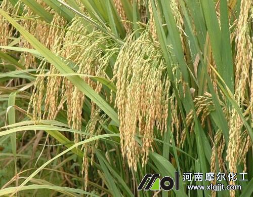 水稻幼穗期噴施葉面肥 水稻幼穗期噴施葉面肥