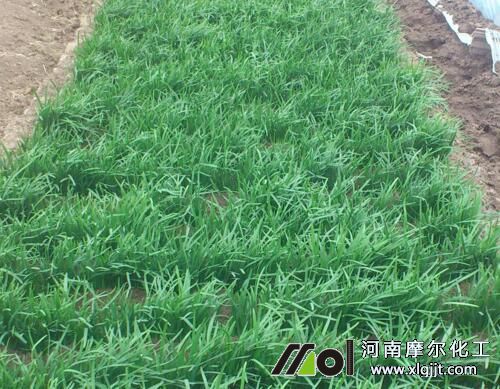 韭菜需肥規(guī)律 韭菜需肥規(guī)律