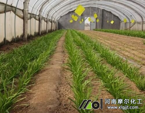 韭菜葉面肥噴施技術 韭菜葉面肥噴施技術