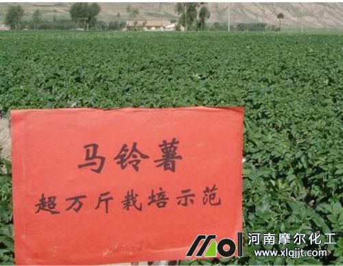 馬鈴薯葉面肥施用指南 馬鈴薯葉面肥施用指南