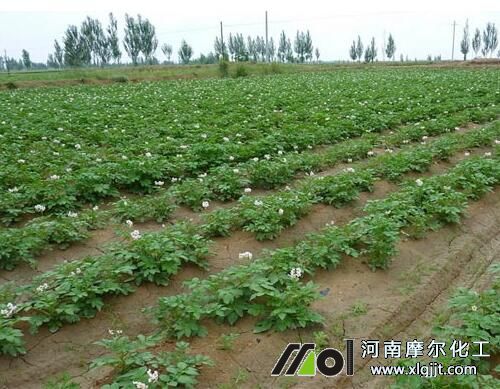 馬鈴薯需肥規(guī)律 馬鈴薯需肥規(guī)律
