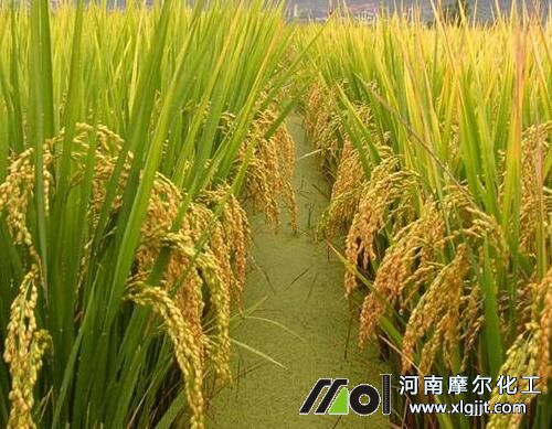 水稻專用葉面肥選擇 水稻專用葉面肥選擇