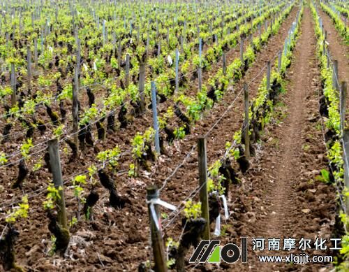 葡萄發(fā)芽前噴施葉面肥 葡萄發(fā)芽前噴施葉面肥