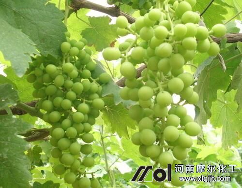葡萄膨果噴施葉面肥 葡萄膨果噴施葉面肥