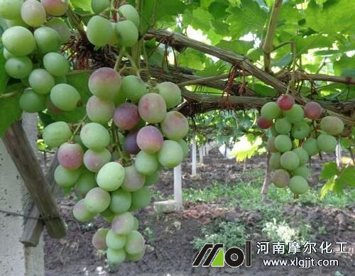 葡萄上色時(shí)噴施葉面肥 葡萄上色時(shí)噴施葉面肥