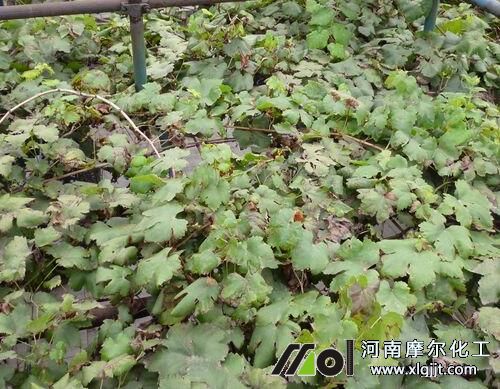 葡萄采摘完追肥 葡萄采摘完追肥