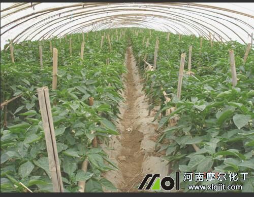 辣椒葉面肥選擇 辣椒葉面肥選擇