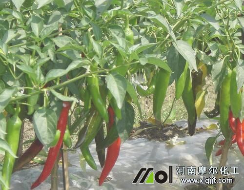 辣椒葉面肥使用方法 辣椒葉面肥使用方法