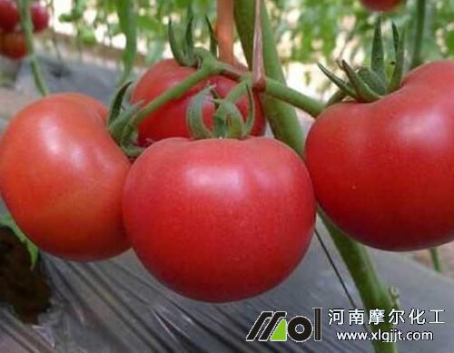 西紅柿葉面肥噴施時(shí)間 西紅柿葉面肥噴施時(shí)間