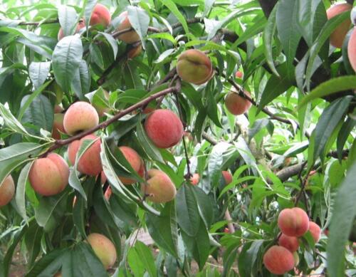 水蜜桃需肥規(guī)律及施肥 水蜜桃需肥規(guī)律及施肥