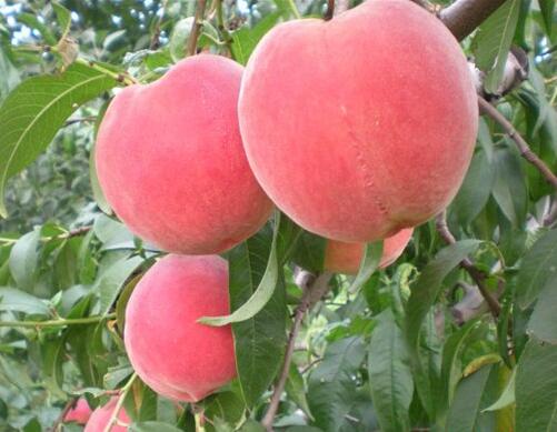 水蜜桃葉面肥噴施方法 水蜜桃葉面肥噴施方法