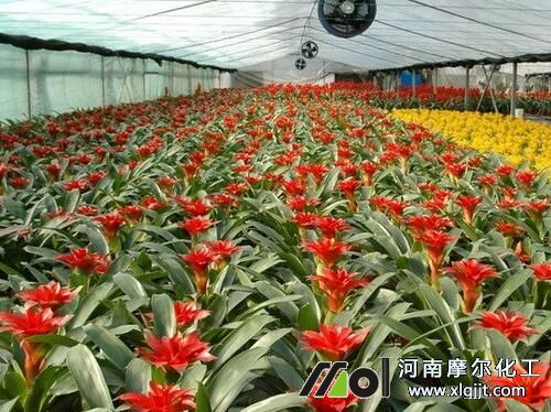 花卉葉面肥噴施方法 花卉葉面肥噴施方法