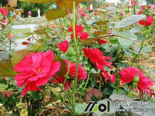 花卉噴葉面肥好處 花卉噴葉面肥好處