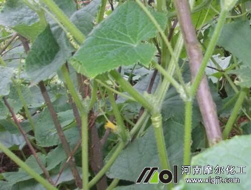 黃瓜苗期缺肥噴施葉面肥 黃瓜苗期缺肥噴施葉面肥
