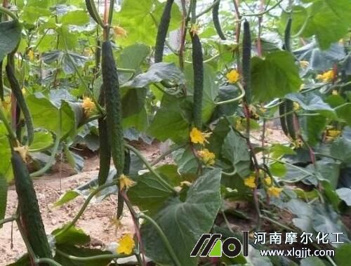 黃瓜結(jié)瓜期噴施葉面肥 黃瓜結(jié)瓜期噴施葉面肥