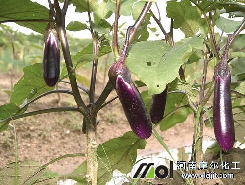 茄子彭果期葉面肥選擇 茄子彭果期葉面肥選擇